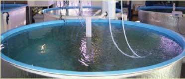 Case Studies on Aquaculture Health in Australia - Image 4