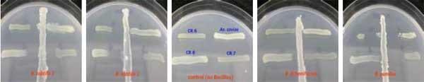 Spiny Lobster Farming in Vietnam and the Role of Probiotics during Production - Image 5
