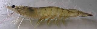 Microbial dynamics in shrimp ponds - Image 1