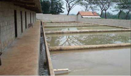 Cost effective pangasius culture in Lampung - Image 2