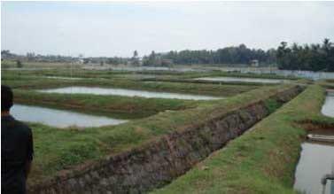 Cost effective pangasius culture in Lampung - Image 3