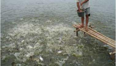 Cost effective pangasius culture in Lampung - Image 4
