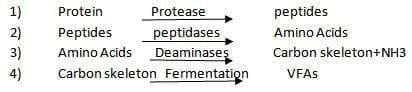 A Pocket Guide To Ruminant Digestion - Image 5