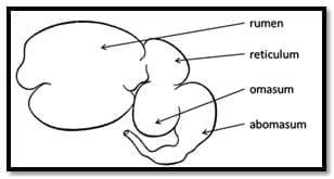 A Pocket Guide To Ruminant Digestion - Image 1
