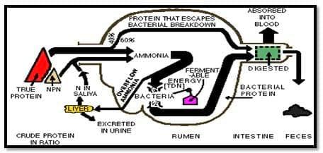 A Pocket Guide To Ruminant Digestion - Image 6