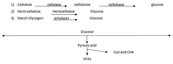 A Pocket Guide To Ruminant Digestion - Image 4
