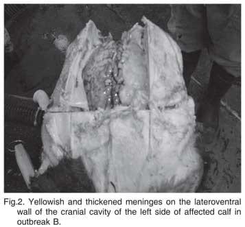 Facial paralysis and vestibular syndrome in feedlot cattle in Argentina - Image 3