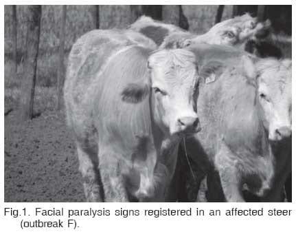 Facial paralysis and vestibular syndrome in feedlot cattle in Argentina - Image 2