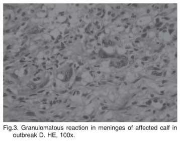 Facial paralysis and vestibular syndrome in feedlot cattle in Argentina - Image 4