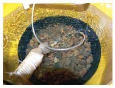Bluegill Sunfish Production in Missouri - Image 10