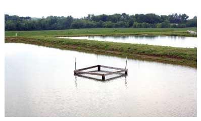 Bluegill Sunfish Production in Missouri - Image 3