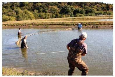 Bluegill Sunfish Production in Missouri - Image 20
