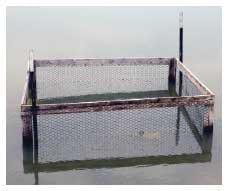 Bluegill Sunfish Production in Missouri - Image 9