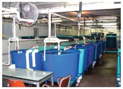 Bluegill Sunfish Production in Missouri - Image 13