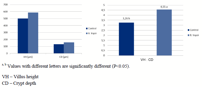Effect of Bacillus Toyoi in Broiler Chicken Production - Image 3
