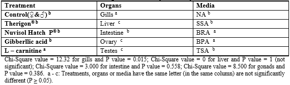 Effect of some Commercial Feed Additives on the Structure of Gonads and Microbiology of Nile Tilapia (Oreochromis Niloticus) Fish - Image 9
