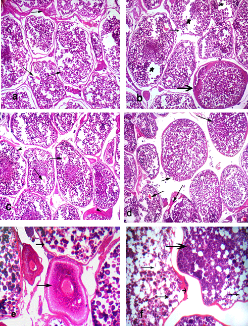Effect of some Commercial Feed Additives on the Structure of Gonads and Microbiology of Nile Tilapia (Oreochromis Niloticus) Fish - Image 3