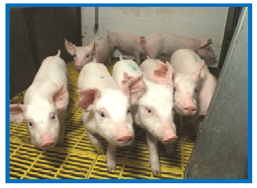 Can Omega-3 Fatty Acids Improve Piglet Health? - Image 1