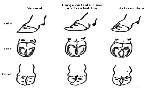 Selection of Dairy Bull - Image 5