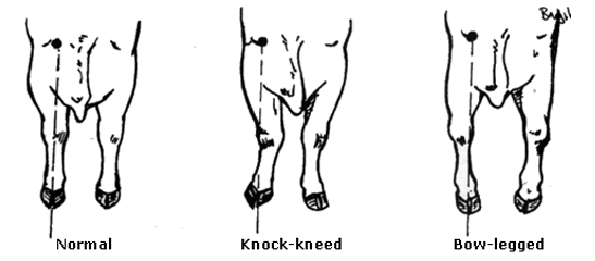 Selection of Dairy Bull - Image 3