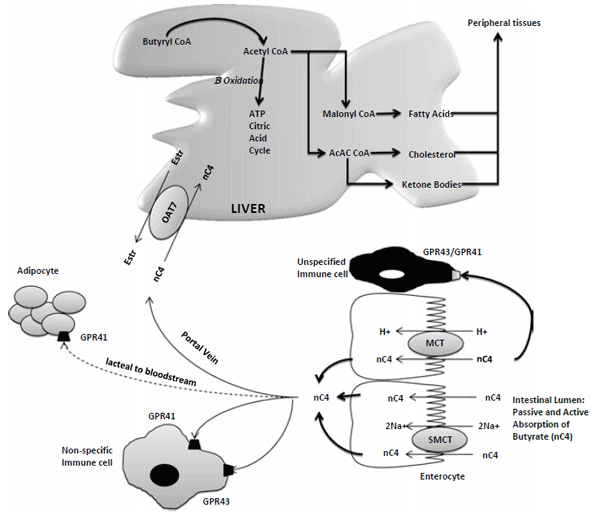 Butyrate: Feeding the Gut and Beyond for Animal Health - Image 1