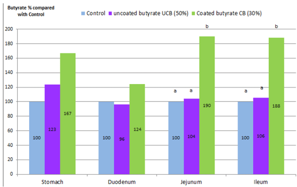 Butyrate: Feeding the Gut and Beyond for Animal Health - Image 4