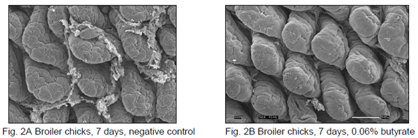 Butyrate: Feeding the Gut and Beyond for Animal Health - Image 2
