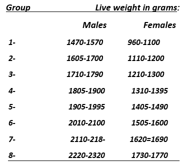 The Effect of Growth Intensity and Sex :1- On the Slaughter Value of Broiler Chicks Fattened To Higher Live Weights - Image 1