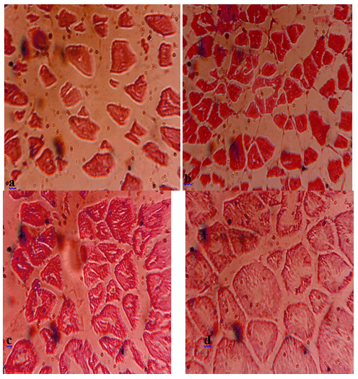 Effect of Different Sources and Levels of some Dietary Biological Additives on:III- Body Composition of Nile Tilapia Fish - Image 11