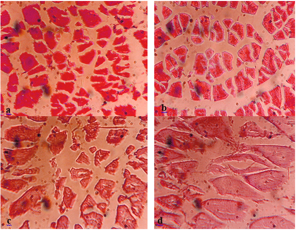 Effect of Different Sources and Levels of some Dietary Biological Additives on:III- Body Composition of Nile Tilapia Fish - Image 6