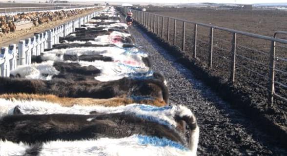 Synchronization programs in dairy heifers: push the gas pedal when needed! - Image 3