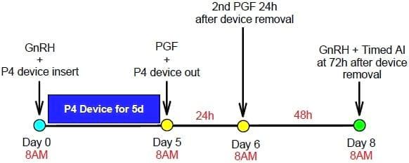 Synchronization programs in dairy heifers: push the gas pedal when needed! - Image 5