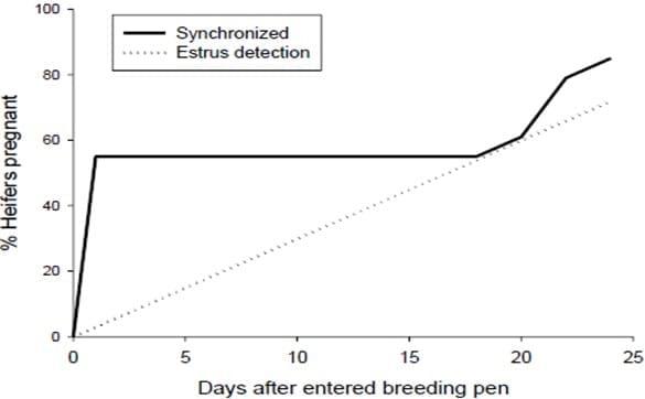 Synchronization programs in dairy heifers: push the gas pedal when needed! - Image 4