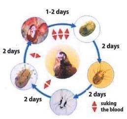 Red Mite: Control, Combat and Eradicate - Image 2