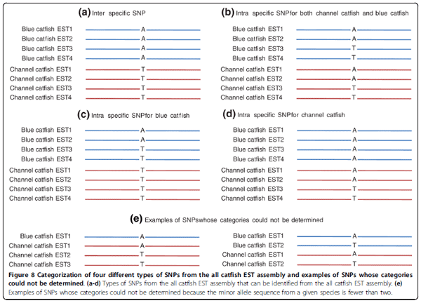 Assembly of 500,000 inter-specific catfish expressed sequence tags and large scale gene-associated marker development for whole genome association studies - Image 15