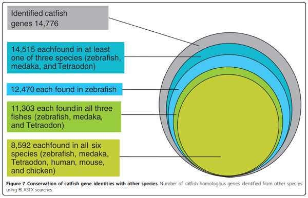 Assembly of 500,000 inter-specific catfish expressed sequence tags and large scale gene-associated marker development for whole genome association studies - Image 12