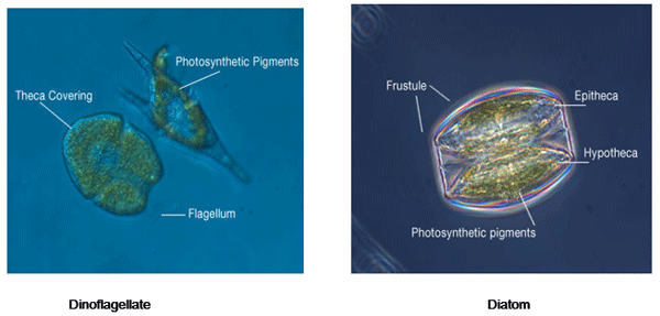 Harmful Effects on Toxin Dinoflagellates in Shrimp Culture Ponds - Image 1