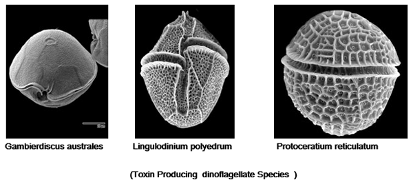 Harmful Effects on Toxin Dinoflagellates in Shrimp Culture Ponds - Image 3