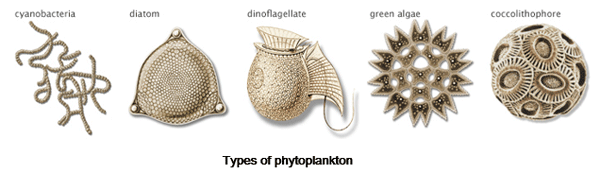 Harmful Effects on Toxin Dinoflagellates in Shrimp Culture Ponds - Image 2