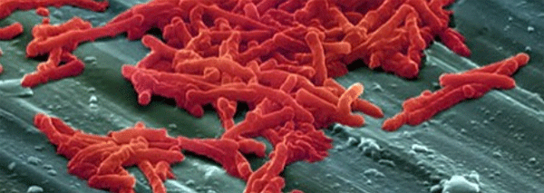 The vicious cycle of necrotic enteritis in layers - Image 1