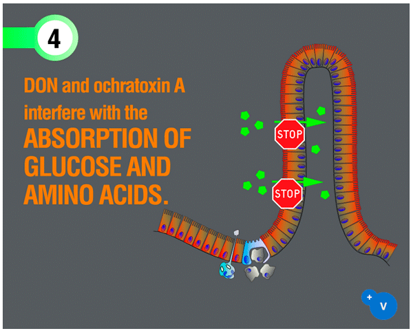 Why mycotoxins make you lose the money invested in feed? - Image 8