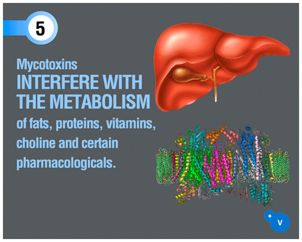 Why mycotoxins make you lose the money invested in feed? - Image 9
