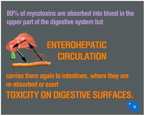 Why mycotoxins make you lose the money invested in feed? - Image 5