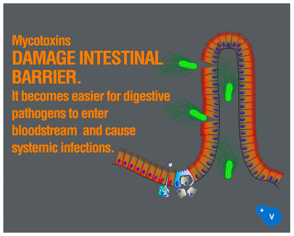 Why mycotoxins make you lose the money invested in feed? - Image 7