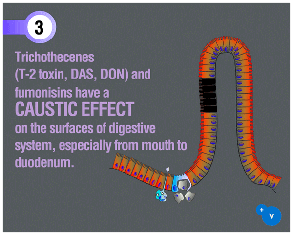 Why mycotoxins make you lose the money invested in feed? - Image 6