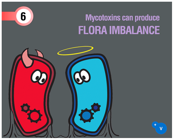 Why mycotoxins make you lose the money invested in feed? - Image 10