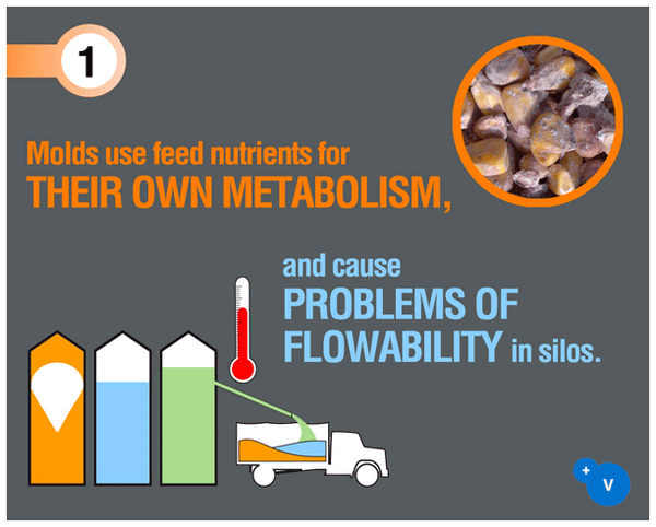 Why mycotoxins make you lose the money invested in feed? - Image 2