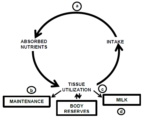 Optimizing Productivity in Dairy Cows: The Interface between Genomics and Nutrition - Image 3