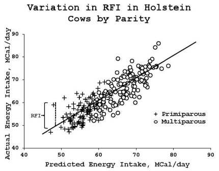 Optimizing Productivity in Dairy Cows: The Interface between Genomics and Nutrition - Image 4
