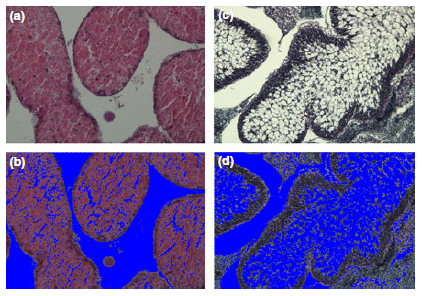 The development of a formulated feed containing Ulva (Chlorophyta) to promote rapid growth and enhanced production of high quality roe in the sea urchin Tripneustes gratilla (Linnaeus) - Image 4